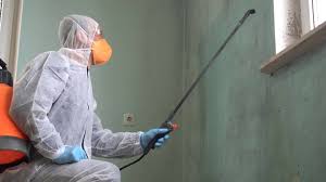 Best Black Mold Removal  in Celoron, NY